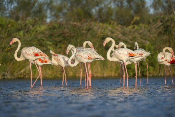 Greater Flamingos (Phoenicopterus roseus) standing in the water, Parc Naturel Regional de Camargue,