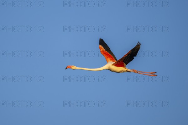 Greater Flamingo (Phoenicopterus roseus) flying in the sky at sunset, Parc Naturel Regional de