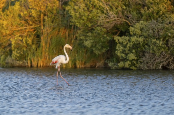 Greater Flamingo (Phoenicopterus roseus) walking in the water at sunset, Parc Naturel Regional de