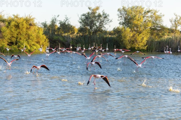 Greater Flamingo (Phoenicopterus roseus) starts flying from the water at sunset, Parc Naturel