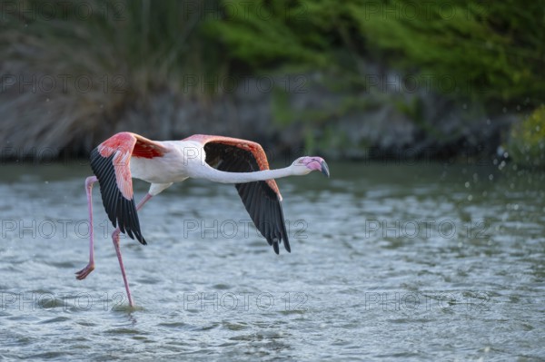 Greater Flamingo (Phoenicopterus roseus) starts flying from the water at sunset, Parc Naturel