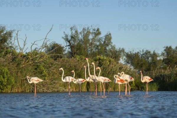 Greater Flamingos (Phoenicopterus roseus) standing in the water, Parc Naturel Regional de Camargue,