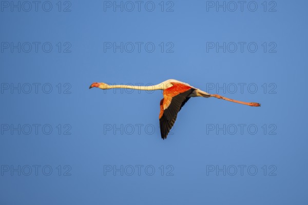 Greater Flamingo (Phoenicopterus roseus) flying in the sky at sunset, Parc Naturel Regional de