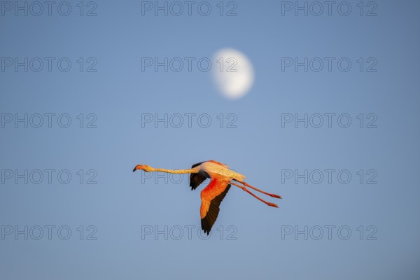 Greater Flamingo (Phoenicopterus roseus) flying in the sky with the moon in the background at