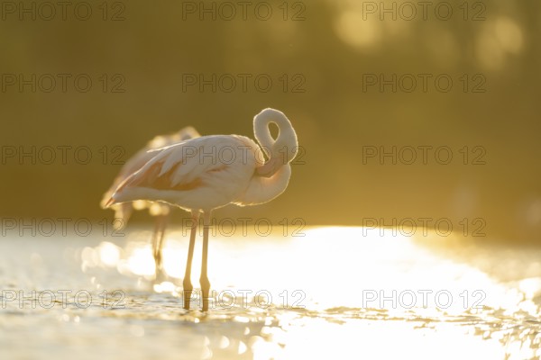 Greater Flamingo (Phoenicopterus roseus) standing in the water at sunset, Parc Naturel Regional de