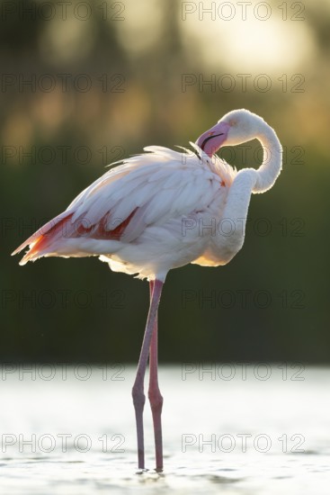Greater Flamingo (Phoenicopterus roseus) standing in the water at sunset, Parc Naturel Regional de