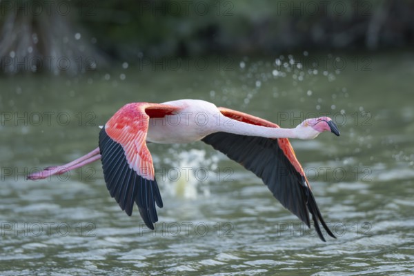 Greater Flamingo (Phoenicopterus roseus) starts flying from the water at sunset, Parc Naturel