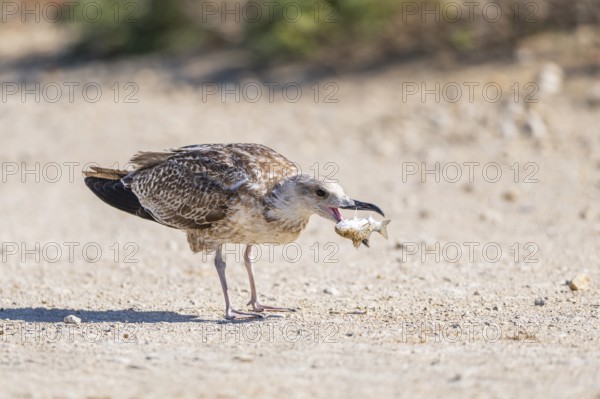 Yellow-legged gull (Larus michahellis) youngster eating a fish, Parc Naturel Regional de Camargue,