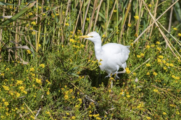 Western cattle egret (Ardea ibis) walking in the flowers on the edge of the water, hunting, Parc