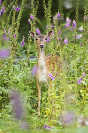Fallow deer (Dama dama) doe standing in middle of Common foxglove (digitalis purpurea) blossoms in