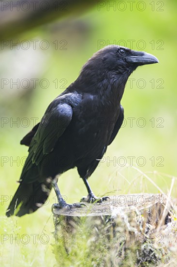 Carrion crow (Corvus corone) sitting on a tree trunk, Bavaria, Germany