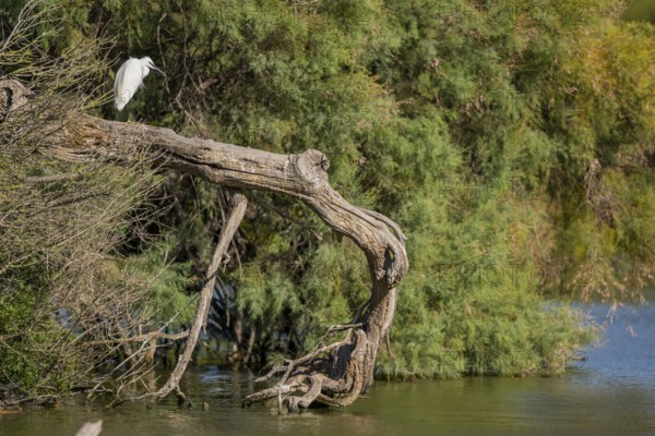 Great egret (Ardea alba) standing on the edge of the water, hunting, Parc Naturel Regional de