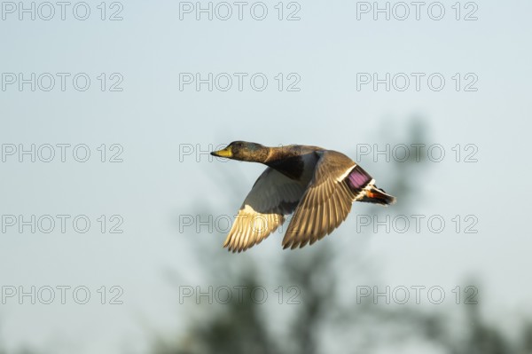Wild duck (Anas platyrhynchos) flying at sunset, Parc Naturel Regional de Camargue, France