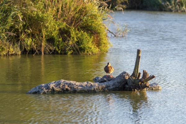 Wild duck (Anas platyrhynchos) sitting on a wood in the water at sunset, Parc Naturel Regional de