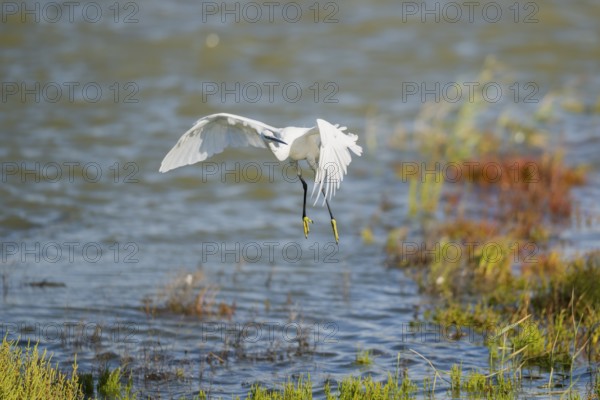 Great egret (Ardea alba) landing on the edge of the water, Parc Naturel Regional de Camargue,