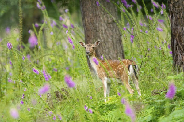 Fallow deer (Dama dama) doe standing in middle of Common foxglove (digitalis purpurea) blossoms in