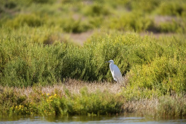 Great egret (Ardea alba) standing on the edge of the water, hunting, Parc Naturel Regional de