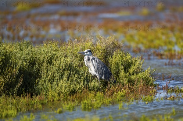 Grey heron (Ardea cinerea) standing on the edge of the water, hunting, Parc Naturel Regional de