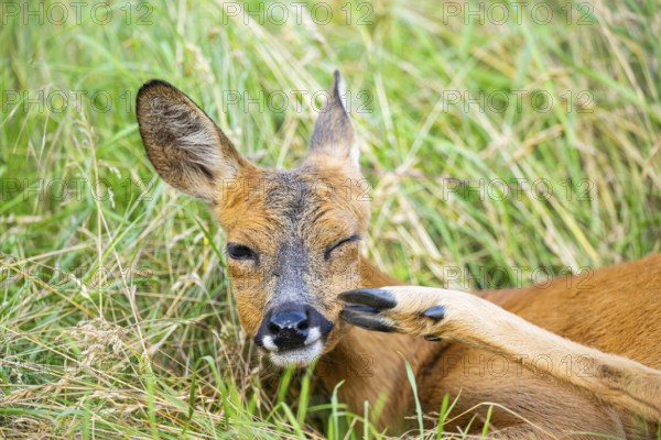 Roe deer (Capreolus capreolus) lying on a meadow in summer, portrait, Hesse, Germany