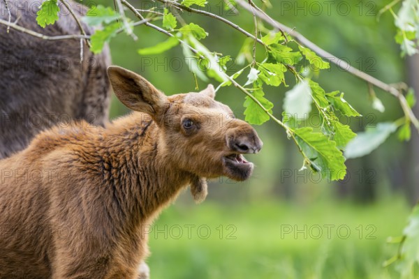 Eurasian elk (Alces alces) youngster standing in a forest in early summer eating leafes from a