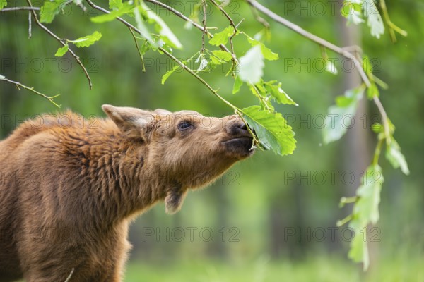 Eurasian elk (Alces alces) youngster standing in a forest in early summer eating leafes from a