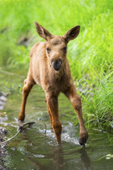 Eurasian elk (Alces alces) calf (youngster) walking in a little stream in a forest in early summer,