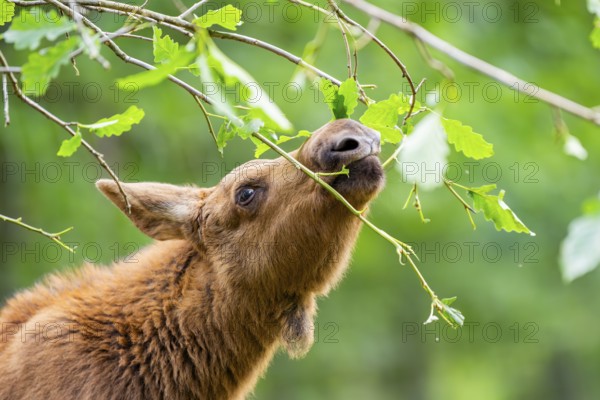 Eurasian elk (Alces alces) youngster standing in a forest in early summer eating leafes from a