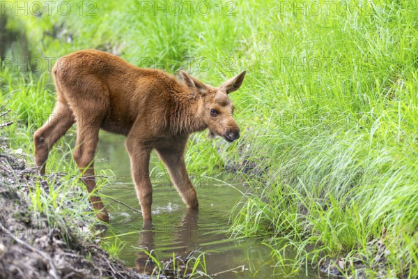 Eurasian elk (Alces alces) calf (youngster) standing in a little stream in a forest in early