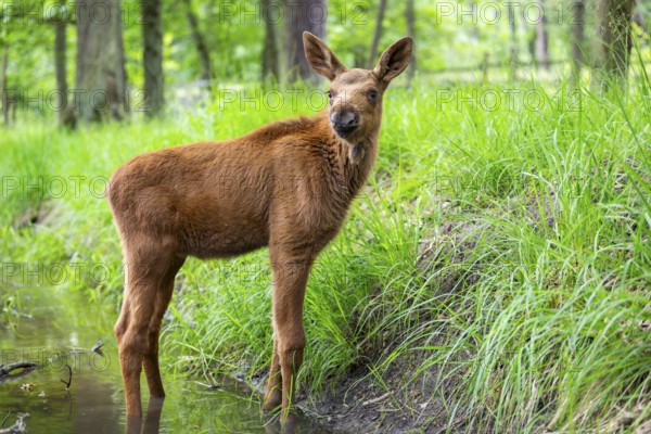 Eurasian elk (Alces alces) calf (youngster) standing in a little stream in a forest in early