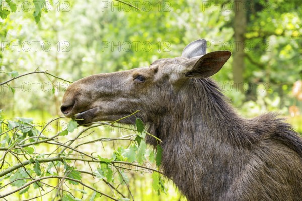Eurasian elk (Alces alces) standing in a forest in early summer eating leafes from a tree,