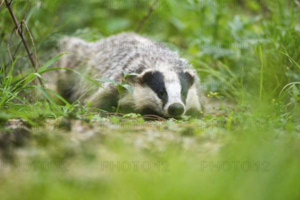 European badger (Meles meles) lying on the ground, Hesse, Germany