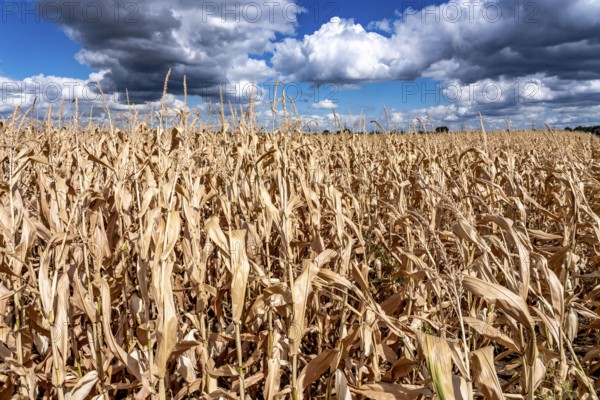 Corn field dried up and only low grown, small corn cobs, due to the summer drought, drought, east