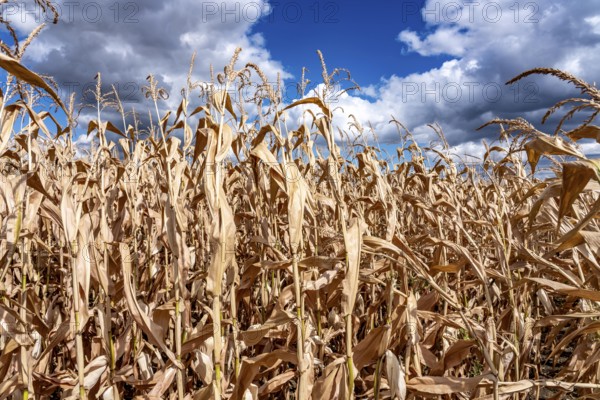 Corn field dried up and only low grown, small corn cobs, due to the summer drought, drought, east
