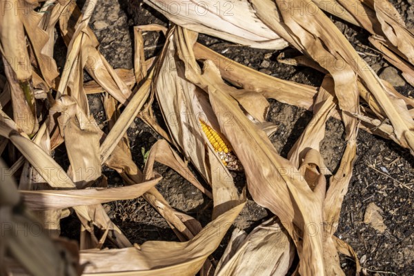 Corn field dried up and only low grown, small corn cobs, due to the summer drought, drought, east