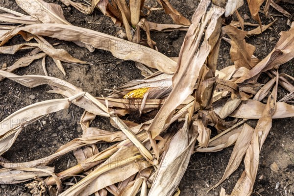 Corn field dried up and only low grown, small corn cobs, due to the summer drought, drought, east