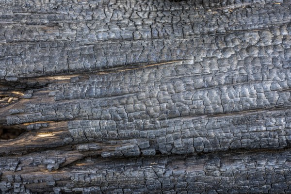 Burnt, scorched tree trunks, vegetation fire, charred, structures, black