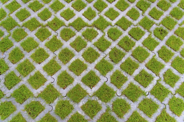 Lawn pavers, made of concrete, instead of completely sealing an area with paving stones, concrete