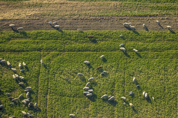 Aerial view, grazing sheep on a green pasture, Olfen-Kirchspiel, Olfen, Münsterland, North