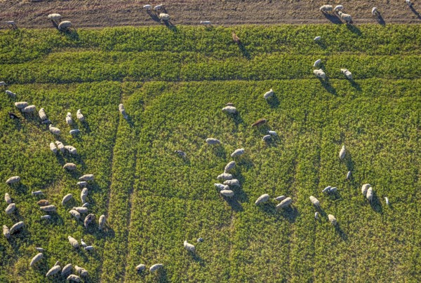 Aerial view, grazing sheep on a green pasture, Olfen-Kirchspiel, Olfen, Münsterland, North