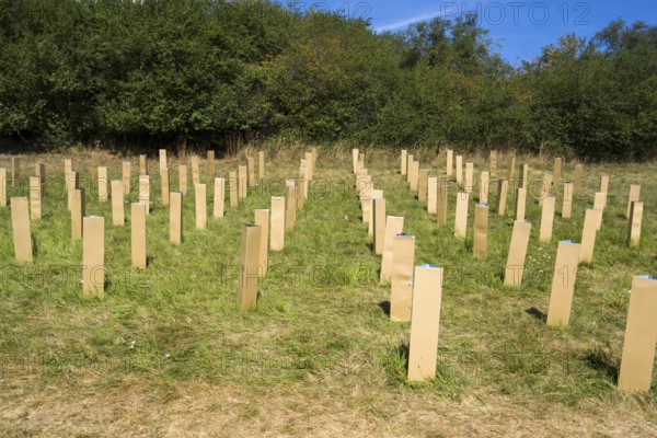 The Installation AUFFORSTUNG, REFORESTATION by Matthias Block, 12th international wind art festival