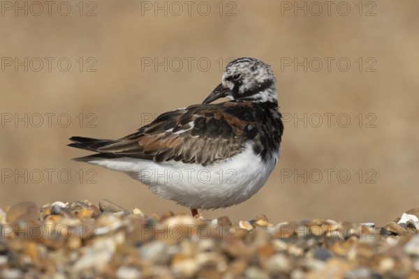 Ruddy turnstone (Arenaria interpres) adult male wading bird preening on a shingle beach, England,