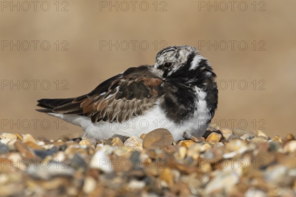Ruddy turnstone (Arenaria interpres) adult male wading bird resting on a shingle beach, England,