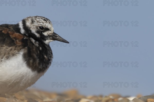 Ruddy turnstone (Arenaria interpres) adult male wading bird on a shingle beach, England, United