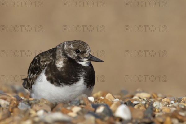 Ruddy turnstone (Arenaria interpres) adult female wading bird resting on a shingle beach, England,