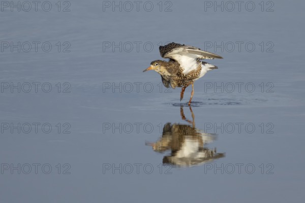 Ruff (Philomachus pugnax) adult wading bird in summer plumage stretching its wings in a shallow