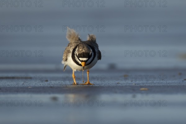Ringed plover (Charadrius hiaticula) adult wading bird feeding on a worm on a beach, England,