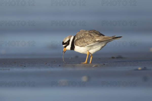 Ringed plover (Charadrius hiaticula) adult wading bird feeding on a worm on a beach, England,