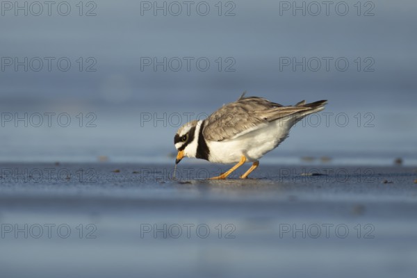 Ringed plover (Charadrius hiaticula) adult wading bird feeding on a worm on a beach, England,