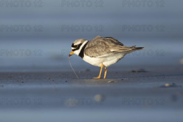 Ringed plover (Charadrius hiaticula) adult wading bird feeding on a worm on a beach, England,