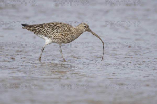Eurasian curlew (Numenius arquata) adult wading bird on a mudflat feeding on a lugworm, England,